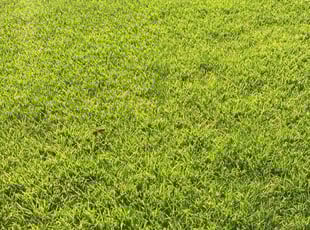 Amy W.'s grass cutting service result