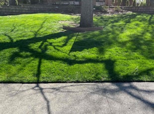 Jennifer C.'s grass cutting service result