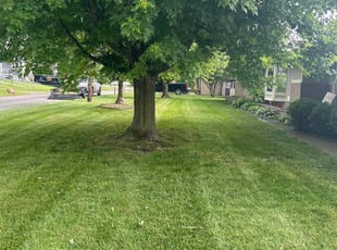 Jay S.'s grass maintenance service result