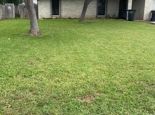 Tom H.'s grass maintenance service result