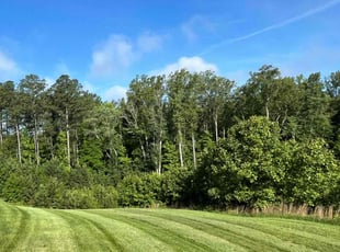 Rodney A.'s lawn care service result