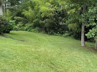 Donna Z.'s grass maintenance service result