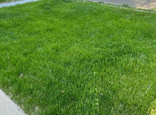 Cheryl T.'s lawn care services service result