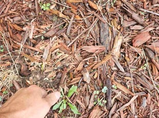 Bill W.'s Flower Bed Weeding service result