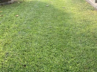 Diane K.'s turf care service result