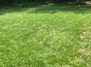 Yesenia C.'s grass cutting service result