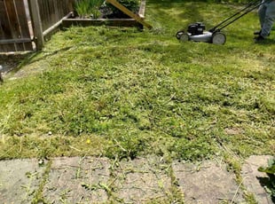 Anish K.'s lawn maintenance service result