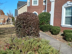 Carita B.'s Bush Trimming service result