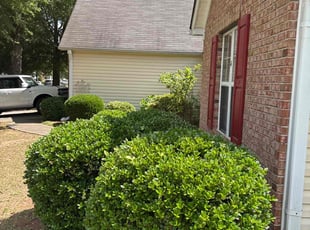 Daniel V.'s Bush Trimming service result