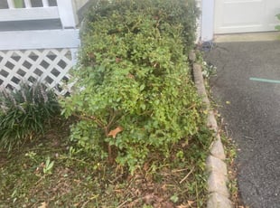 Rebecca R.'s Bush Trimming service result