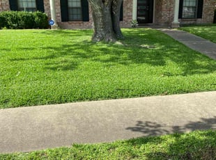 Ezenta N.'s lawn care services service result