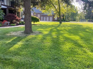 Kathy C.'s grass cutting service result