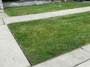 Robbie W.'s turf maintenance service result