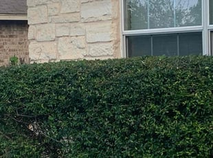 Karyn B.'s Bush Trimming service result