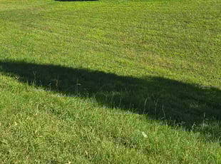 Peter P.'s lawn maintenance service result