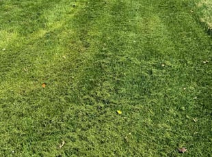 Tom L.'s grass maintenance service result