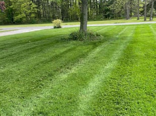 Dawn G.'s lawn care services service result