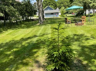 Edna E.'s turf care service result