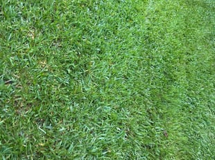 Jason H.'s grass cutting service result