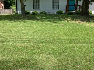 Dan T.'s lawn maintenance service result