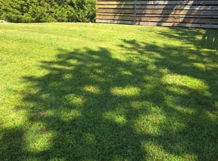 Christy W.'s lawn care service result