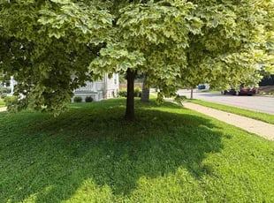 Sean W.'s lawn care services service result