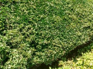 Mike M.'s Bush Trimming service result