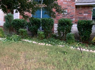 Jesse W.'s Bush Trimming service result
