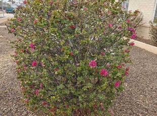 Ian M.'s Bush Trimming service result