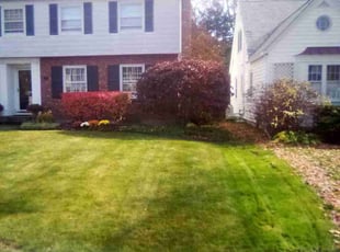 Steven L.'s Leaf Removal service result