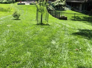 Magda Z.'s lawn service service result