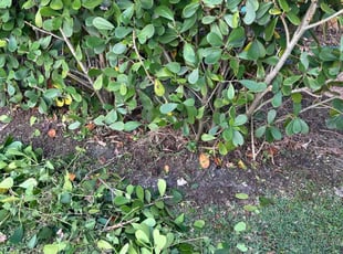 Iman B.'s Bush Trimming service result