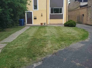 Aranita T.'s turf maintenance service result