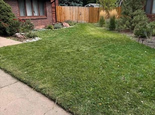Nicholas S.'s grass maintenance service result