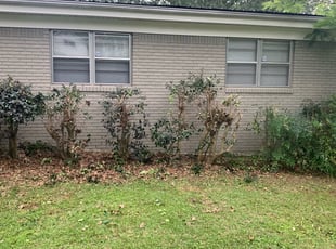 Deborah C.'s Bush Trimming service result