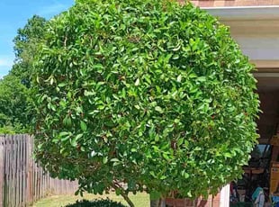 Dawn L.'s Bush Trimming service result