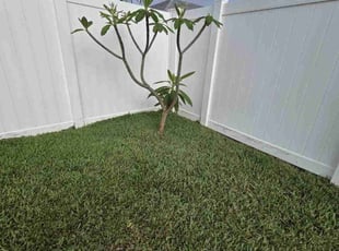Lashenga R.'s lawn maintenance service result