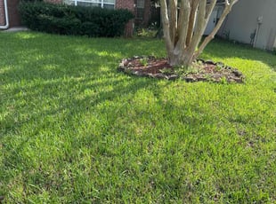 Najah T.'s Leaf Removal service result