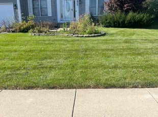 Merlina W.'s turf care service result