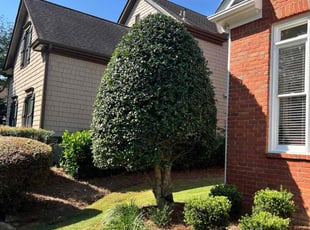 Jean H.'s Bush Trimming service result