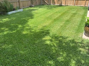 Tommy E.'s lawn care service result