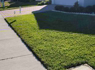 Sandi P.'s turf care service result