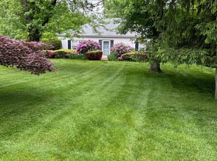 Lalaa P.'s lawn care service result