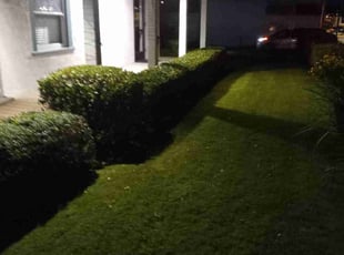 Tammy W.'s Bush Trimming service result