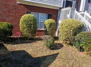Earline G.'s Bush Trimming service result