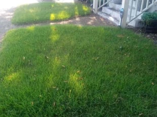 Jeranica G.'s turf care service result