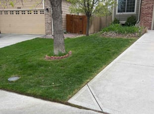 Stephen O.'s grass cutting service result