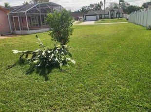 Dewey T.'s lawn care services service result