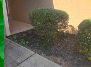 Jenny C.'s turf maintenance service result