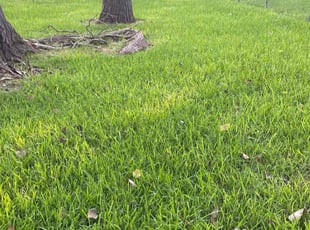 Jeff B.'s landscaping service result